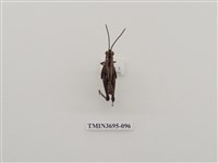 藏品(直翅目(3))的圖片